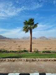 palm trees in the desert