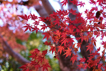 真っ赤に色づいた紅葉