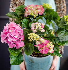 pink hydrangea in the pot