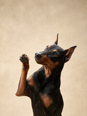 Standard pinscher waving paw on a beige background. Portrait of a dog in the studio. beautiful pet