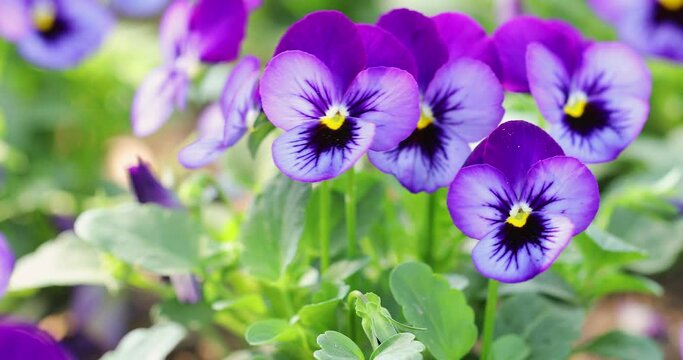 Close up of horn violet pansy flower in nature at springtime. 4K