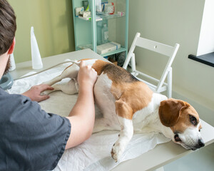 Dog lies on the table at the veterinarian. Beagle at the vet. Veterinarian makes an abdominal ultrasound for pet.
