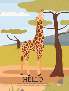 Savanna landscape with giraffe looking up at tree, poster template - cartoon flat vector illustration.