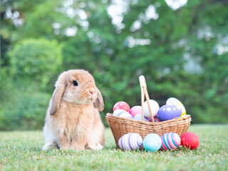 Orange halland lop rabbit sitting on grass with easter eggs in basket and green nature background.