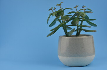 Isolated plant in a pot  in blue background