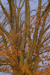 Drzewo z brązowymi liśćmi, fragment drzewa z grubymi konarami.