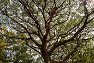 view of an old tree with it's many branches and leaves