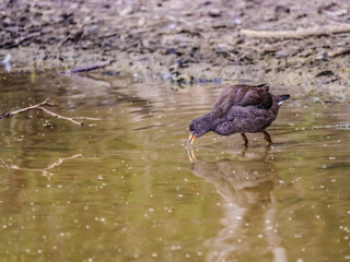 Juvenile Moorhen Drinks