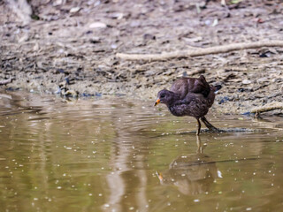 Juvenile Moorhen 