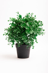 Artificial plastic small green plant in black pot isolated on white background.