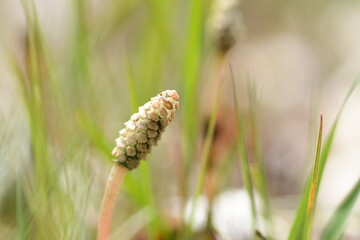 Field horsetail plant in field of spring.