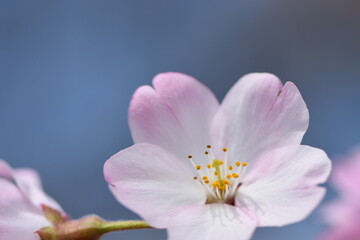 Obraz premium Cherry blossom flowers blooming in spring.