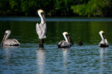 pelicans on the water