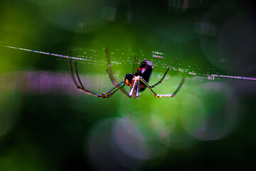 spider on a web