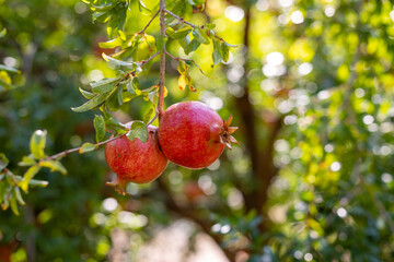 Pomegranate fruit hanging and maturing on branch of pomegranate tree. Punica granatum.