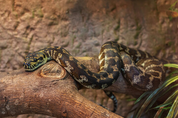 Close-up view of a Carpet Python (Morelia spilota cheynei)