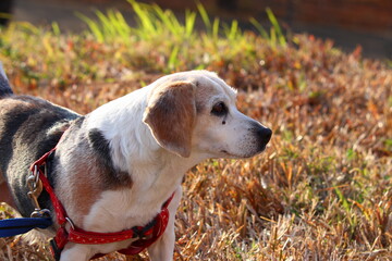 Beagle puppy is very cute.