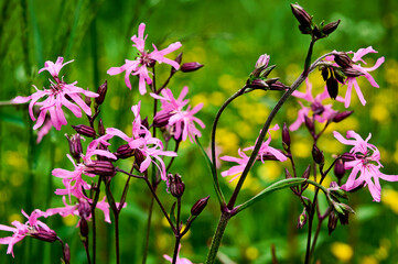 Wild pink flowers of Ragged Robin (Silene flos-cuculi) on a blooming meadow. Beautiful spring floral background.