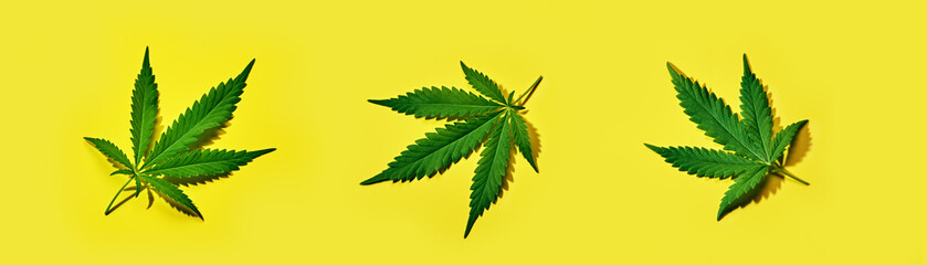 Cannabis leaves on a yellow banner with hard shadow.