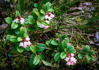delicate white flowers of lingonberry (mountain cranberry). Beautiful forest floral background