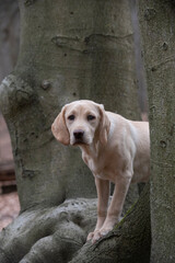 labrador retriever dog in a tree