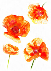 Wild poppy flowers digital watercolor