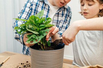 Close-up of a girl's hands pouring earth into a Monstera flower pot. Children and parents transplant home flowers together. plant care