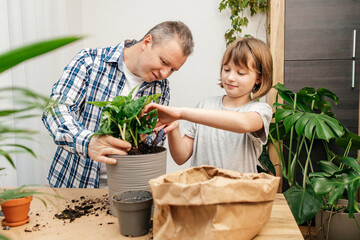 A teenage girl and dad are transplanting a monster houseplant into another pot. Home gardening and...