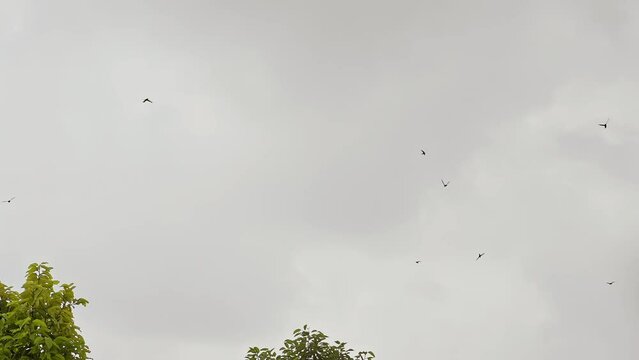 Flock of births flying in the grey sky