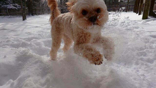 Active Cheerful Dog Running in Winter Snow Outside During Day Slow Motion