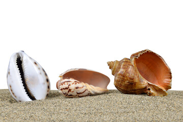 Seashells on the sand isolated on transparent background, PNG.