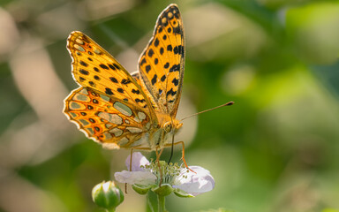 Obraz premium Kleiner Perlmuttfalter im Gegenlicht.