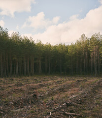 Concept of deforestation and environmental damage in the forests of Europe. Area of illegal deforestation.