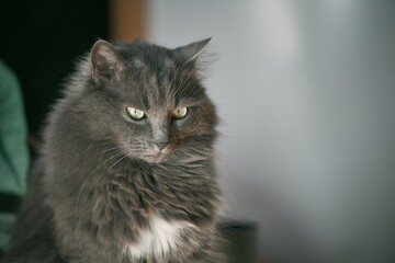 Fototapeta na wymiar close up portrait of a domestic relaxed cat. beautiful grey male cat.