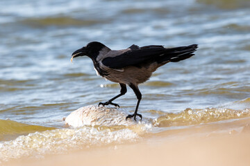 raven eating fish in beach portrait