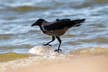 raven eating fish in beach portrait