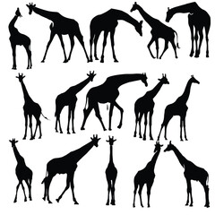 Naklejka premium Giraffe silhouette vector set illustration