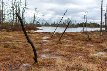 
Nature view of a marsh during the day with wind broken pine trees brown small grass and ditches and ponds of marsh water