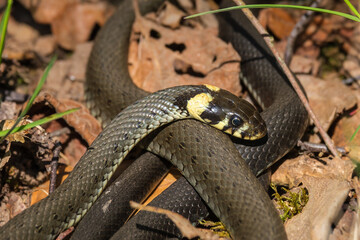 Grass snake in the sunshine at spring