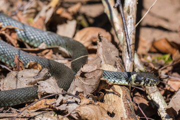 Snake among old leaves at springtime
