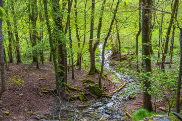 Stream in a deciduous forest in spring