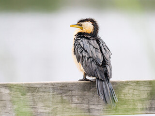 Orange Cormorant