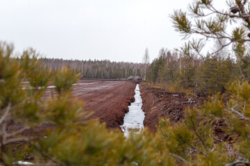 
Beautiful nature view of bog peat and ditch through green pine tree branches