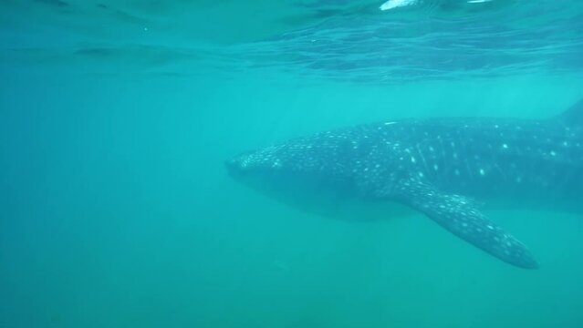 Whale Shark Slowly Swimming Under The Surface of the Sea In Baja California Sur, Mexico. Rhincodon Typus.