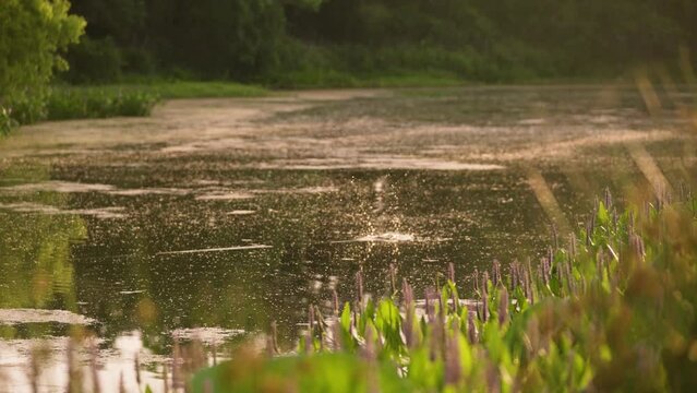Fishing lure splashes into water at sunrise in slow motion on Texas pond on private hunting ranch in 4k