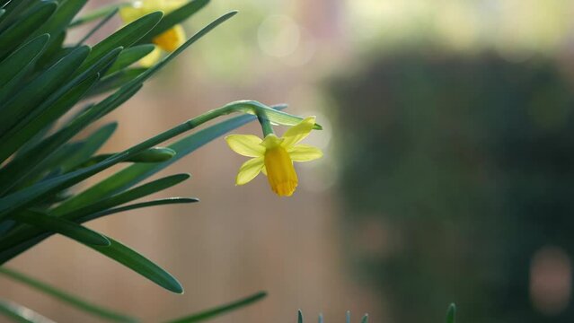 Daffodil blooming in garden in spring time 