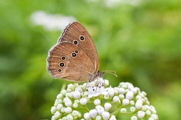 Ringlet butterfly Aphantopus hyperantus closeup