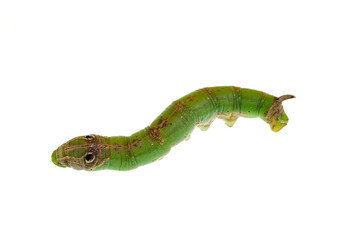 Fototapeta premium Caterpillar Isolated on White Background