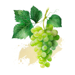 Branch of green grapes watercolor illustration isolated on white background