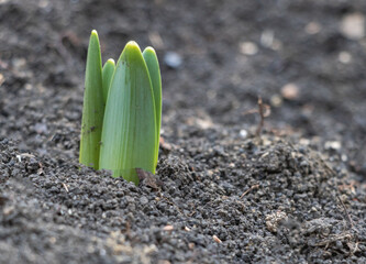 Spring Awakening: The Freshness and Delicacy of Daffodil Sprouts close up